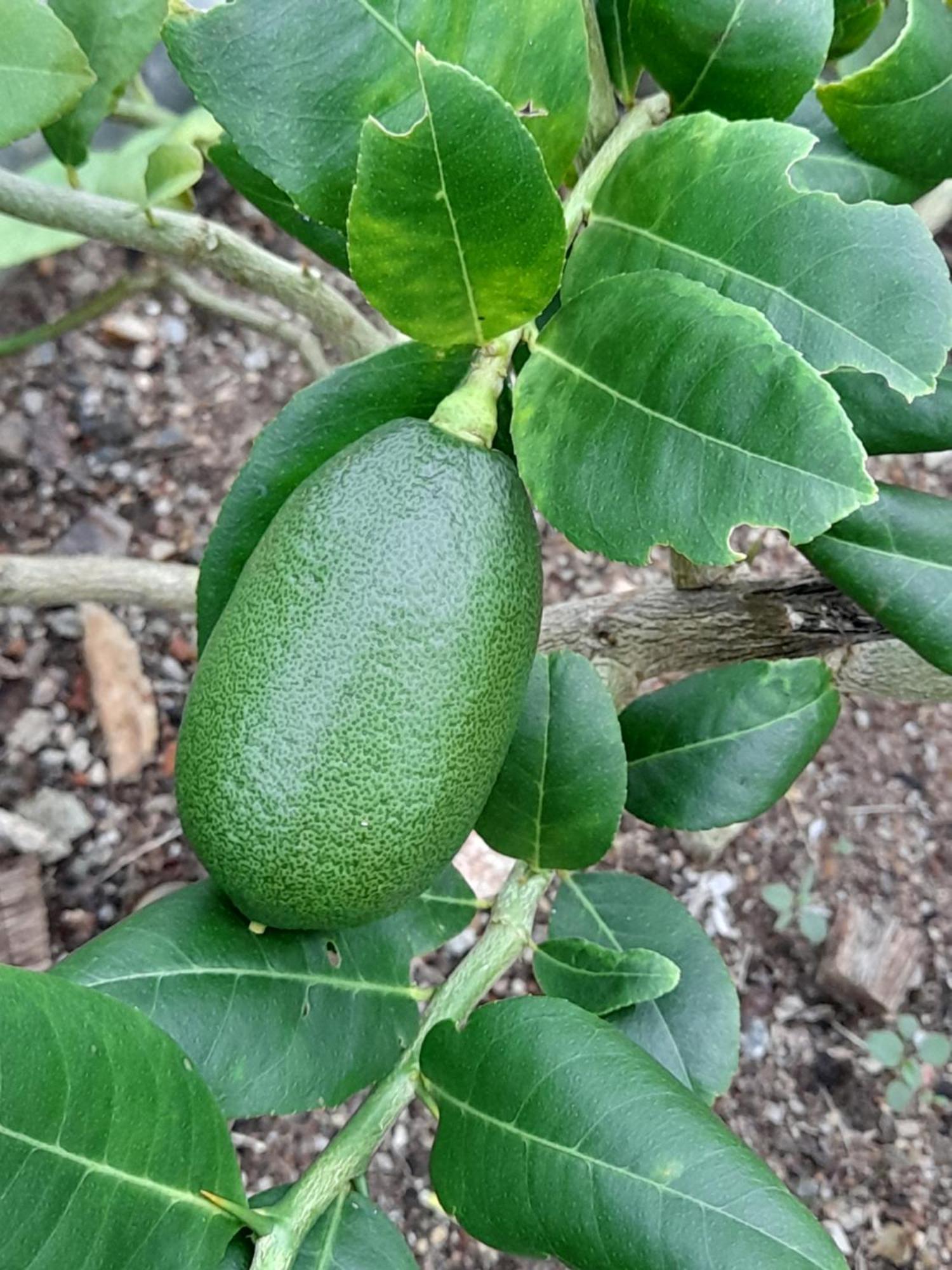 Sacred City Tourist Resort Anuradhapura Exteriör bild